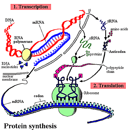 Protein
Synthesis
